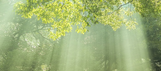 TCF L1-003.01 COÖRDINEER